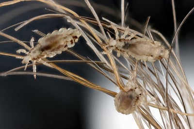 crab-lice-std